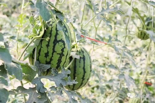 网红吃瓜大集合图片,一场视觉盛宴的狂欢时刻  第3张