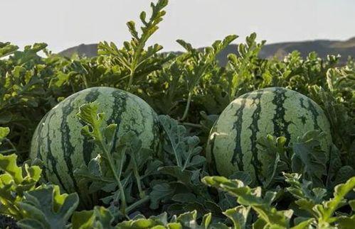 常州网红吃瓜  第3张